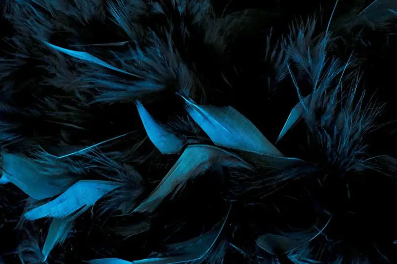 Plexiglas artwork feathers