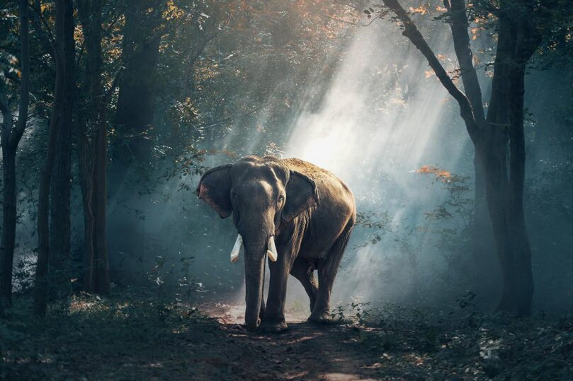 elephant journey