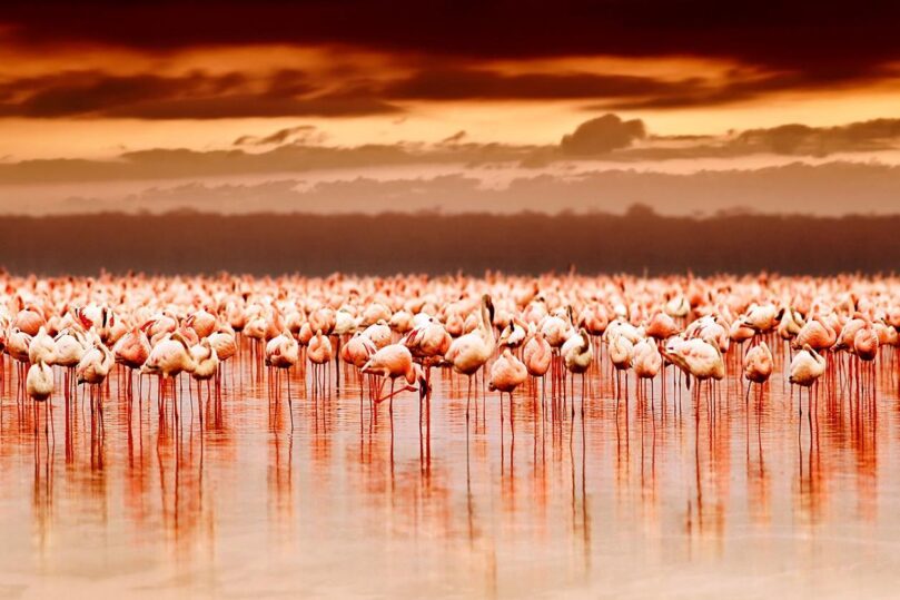 flamingo island