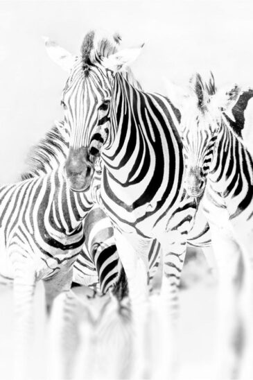Plexiglas schilderij zwart wit zebra