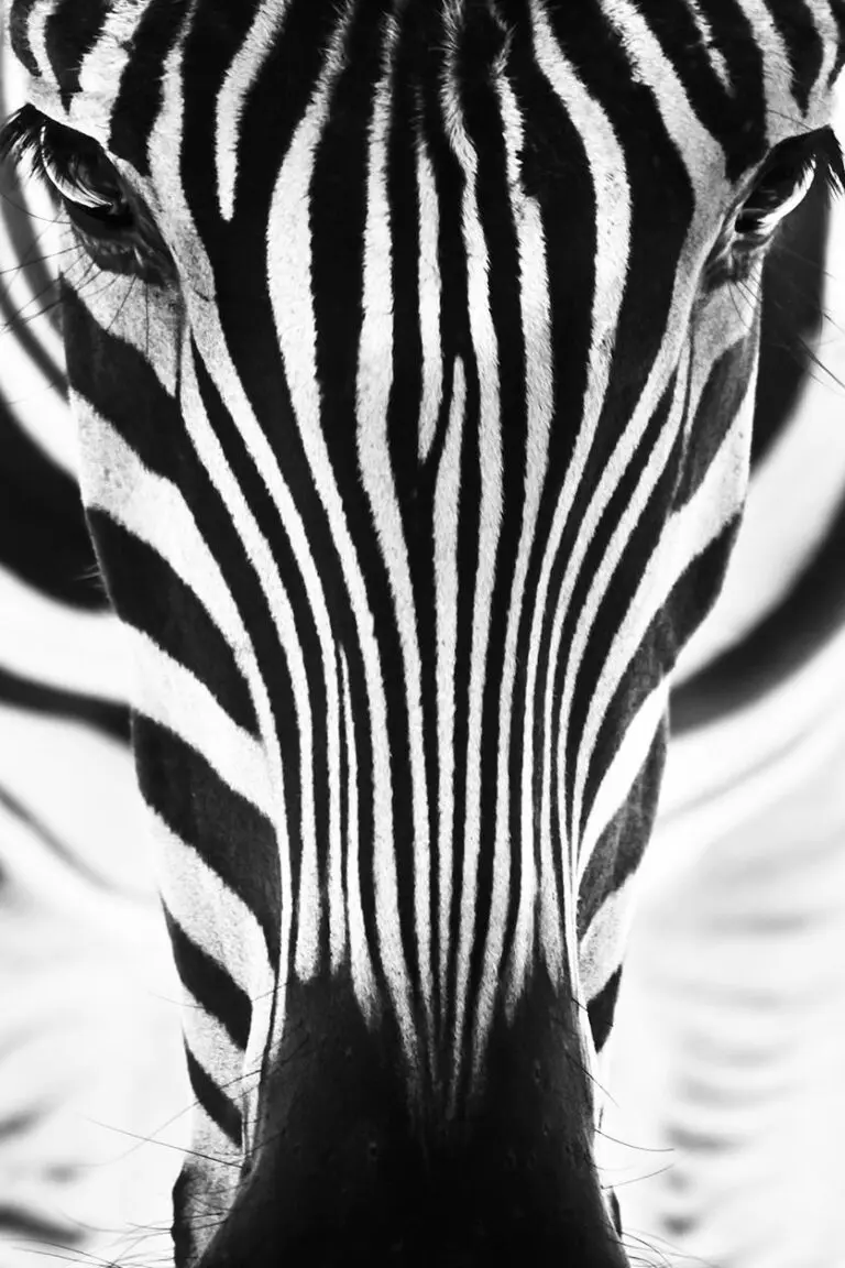 Zwart wit kunstfotografie zebra