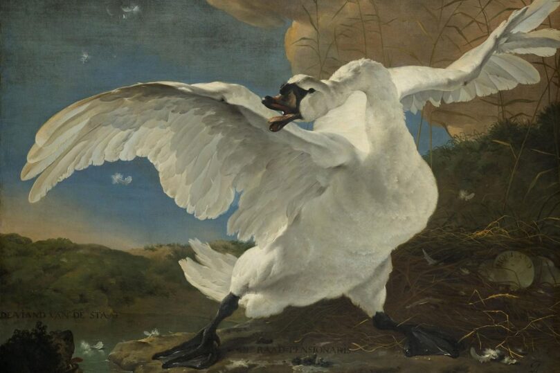 the threatened swan by jan asselijn