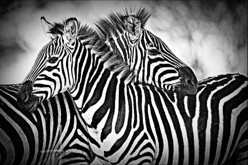 zebra love I