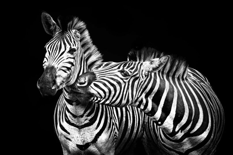 zebra love II