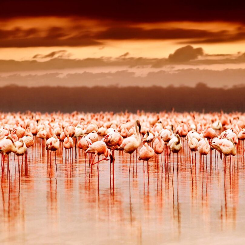 flamingo island