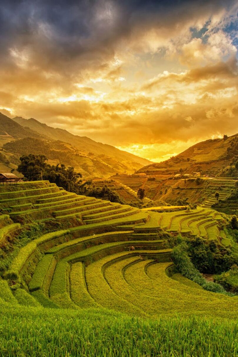rice fields of vietnam