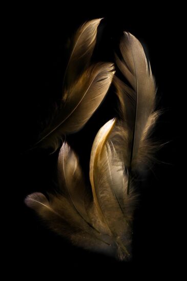 Acoustic painting feathers