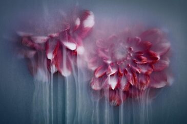 Fotokunst op plexiglas bloemen
