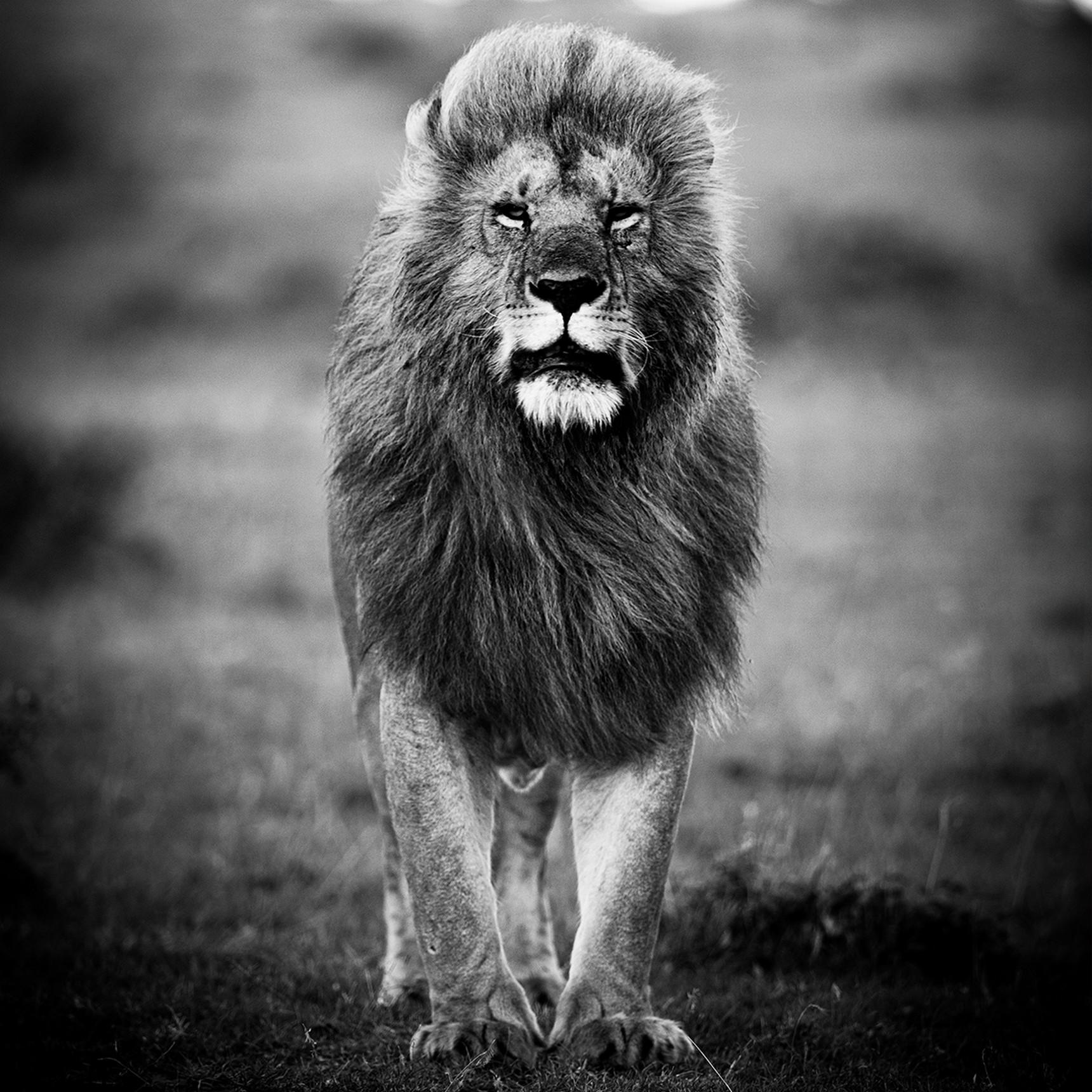 a lion&#39;s portrait II